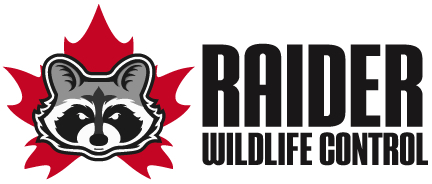 Raider Wildlife Control